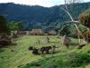 cow_mq_053cd.jpg