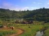 cow_mq_141cd.jpg