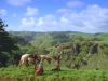 Filename=cow_mq_179cd.jpg
Filesize=105KB
Dimensions=1024x768
Date added=Feb 10, 2009 cow_mq_179cd.jpg