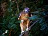 mb_dArc_PDVD_1520.jpg