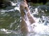 as_dArc_PDVD_069.jpg