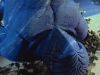 paradise_5_mq_097cd.jpg