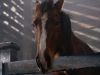 animal_mq_105dvd.jpg