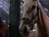 animal_mq_108dvd.jpg
