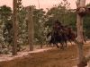animal_mq_155dvd.jpg