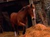 animal_mq_178dvd.jpg