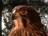 Filename=afin4_mq_226ati.jpg
Filesize=152KB
Dimensions=1024x768
Date added=Jan 10, 2010 afin4_mq_226ati.jpg